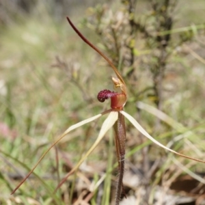 Caladenia orestes at suppressed - suppressed