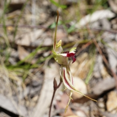 Caladenia parva (Brown-clubbed Spider Orchid) at Brindabella, NSW - 8 Oct 2014 by AaronClausen