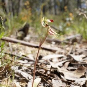 Caladenia parva at Brindabella, NSW - suppressed