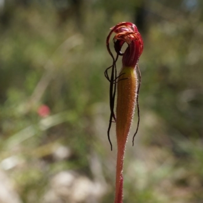 Caladenia orestes (Burrinjuck Spider Orchid) by AaronClausen