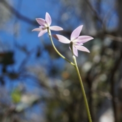 Glossodia major at Brindabella, NSW - 8 Oct 2014