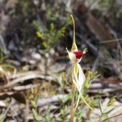 Caladenia parva (Brown-clubbed Spider Orchid) at Brindabella, NSW - 8 Oct 2014 by AaronClausen