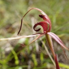 Caladenia orestes (Burrinjuck Spider Orchid) at Brindabella, NSW by AaronClausen