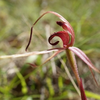 Caladenia orestes (Burrinjuck Spider Orchid) by AaronClausen