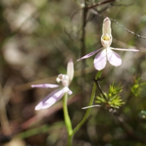 Caladenia carnea at Brindabella, NSW - 8 Oct 2014