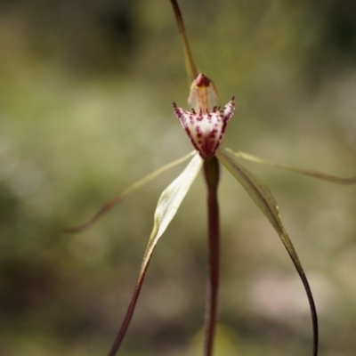 Caladenia orestes (Burrinjuck Spider Orchid) by AaronClausen