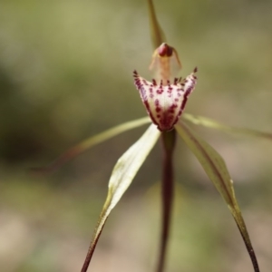 Caladenia orestes at suppressed - suppressed