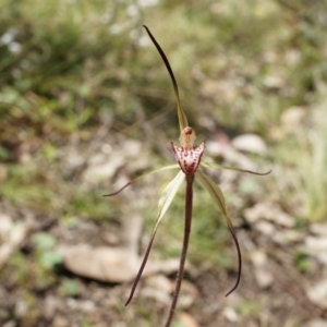 Caladenia orestes at suppressed - suppressed