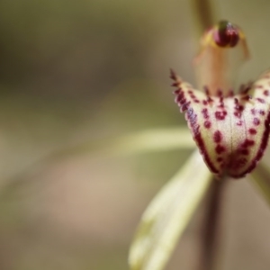 Caladenia orestes at suppressed - suppressed