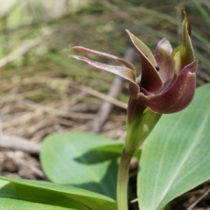 Chiloglottis valida at Brindabella, NSW - suppressed