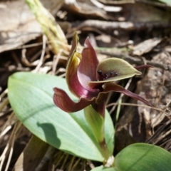 Chiloglottis valida at Brindabella, NSW - suppressed