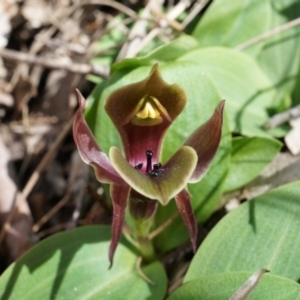 Chiloglottis valida at Brindabella, NSW - suppressed