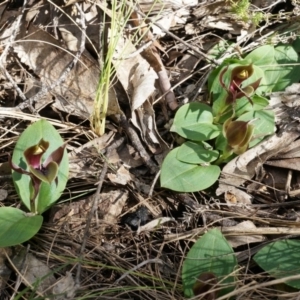 Chiloglottis valida at Brindabella, NSW - suppressed