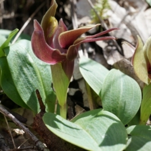 Chiloglottis valida at Brindabella, NSW - suppressed