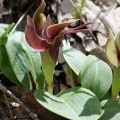 Chiloglottis valida at Brindabella, NSW - 8 Oct 2014