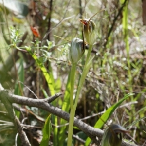 Pterostylis pedunculata at Brindabella, NSW - 8 Oct 2014