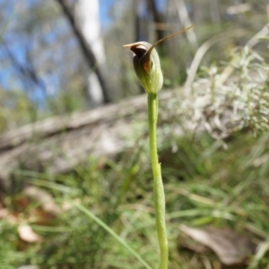 Pterostylis pedunculata at Brindabella, NSW - 8 Oct 2014
