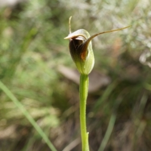 Pterostylis pedunculata at Brindabella, NSW - 8 Oct 2014