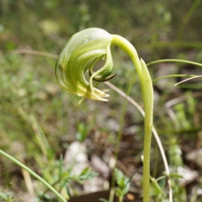 Pterostylis nutans (Nodding Greenhood) at Brindabella, NSW - 8 Oct 2014 by AaronClausen
