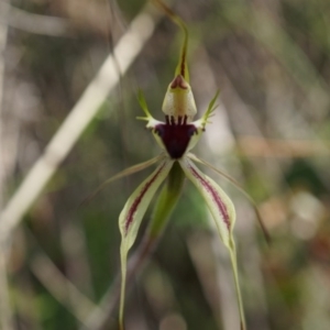 Caladenia parva at Brindabella, NSW - 8 Oct 2014