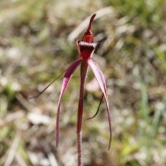 Caladenia orestes (Burrinjuck Spider Orchid) by AaronClausen