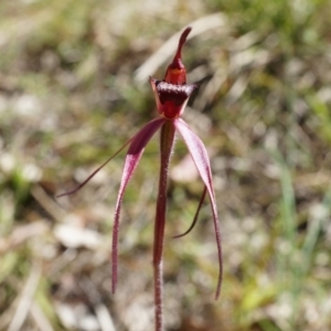 Caladenia orestes at suppressed - 8 Oct 2014