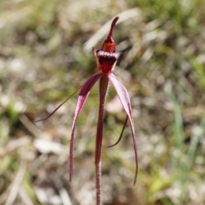 Caladenia orestes (Burrinjuck Spider Orchid) by AaronClausen
