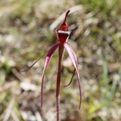 Caladenia orestes (Burrinjuck Spider Orchid) at Brindabella, NSW - 8 Oct 2014 by AaronClausen