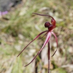 Caladenia orestes at suppressed - 8 Oct 2014