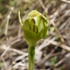 Pterostylis curta (Blunt Greenhood) at Brindabella, NSW - 8 Oct 2014 by AaronClausen