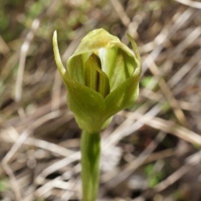 Pterostylis curta (Blunt Greenhood) at Brindabella, NSW - 8 Oct 2014 by AaronClausen