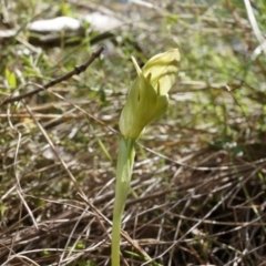 Pterostylis curta at Brindabella, NSW - suppressed