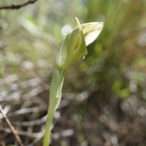 Pterostylis curta at Brindabella, NSW - suppressed