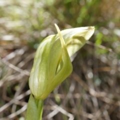 Pterostylis curta at Brindabella, NSW - suppressed