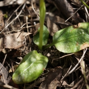 Pterostylis curta at Brindabella, NSW - suppressed