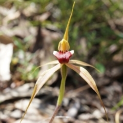 Caladenia clavigera (Clubbed spider orchid) at Brindabella, NSW - 8 Oct 2014 by AaronClausen