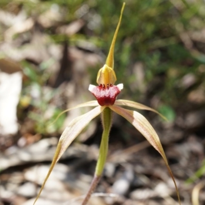 Caladenia clavigera (Clubbed spider orchid) at Brindabella, NSW - 8 Oct 2014 by AaronClausen