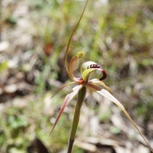 Caladenia clavigera at Brindabella, NSW - suppressed