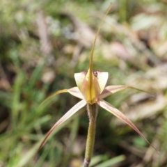 Caladenia clavigera at Brindabella, NSW - suppressed