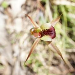 Caladenia clavigera at Brindabella, NSW - suppressed