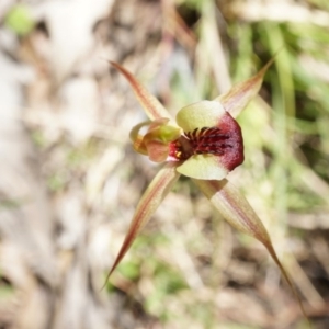 Caladenia clavigera at Brindabella, NSW - suppressed