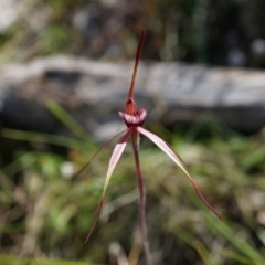 Caladenia orestes (Burrinjuck Spider Orchid) by AaronClausen