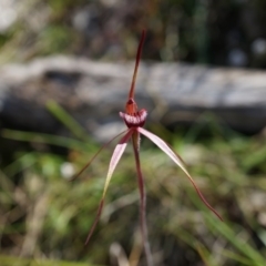 Caladenia orestes (Burrinjuck Spider Orchid) at Brindabella, NSW - 8 Oct 2014 by AaronClausen