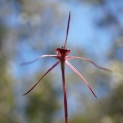 Caladenia orestes at suppressed - suppressed