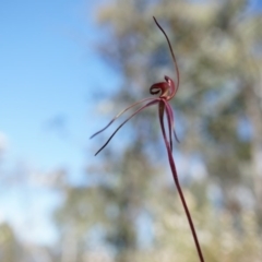 Caladenia orestes at suppressed - suppressed