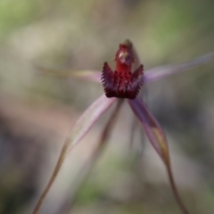 Caladenia orestes (Burrinjuck Spider Orchid) at Brindabella, NSW by AaronClausen