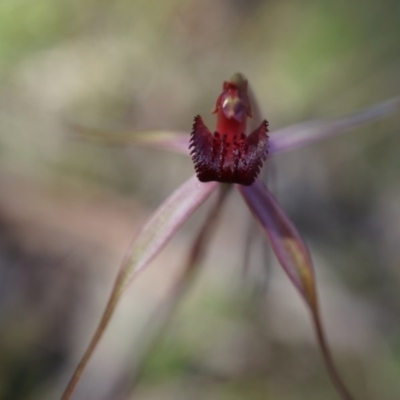 Caladenia orestes (Burrinjuck Spider Orchid) at Brindabella, NSW by AaronClausen