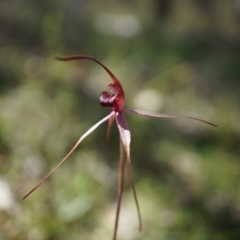 Caladenia orestes at suppressed - suppressed