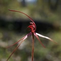 Caladenia orestes at suppressed - suppressed