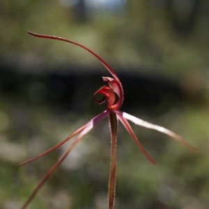 Caladenia orestes at suppressed - suppressed